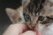 koty