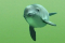 delfin