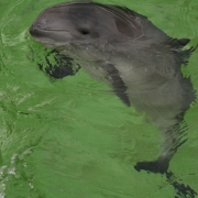 Morświn - zbliżenie