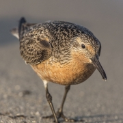 Zdjęcia biegusa rdzawego: Fot. ©Jan van de Kam 1