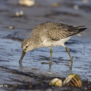 Zdjęcia biegusa rdzawego: Fot. ©Jan van de Kam 3