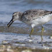 Zdjęcia biegusa rdzawego: Fot. ©Jan van de Kam 4