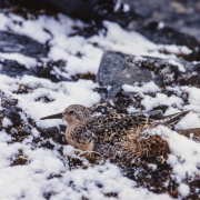 Zdjęcia biegusa rdzawego: Fot. ©Jan van de Kam 