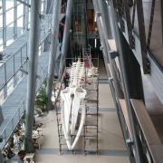 Finwal 5
