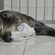 Phoca vitulina 1