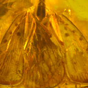 Inkluzja pluskwiaka (Hemiptera) z rodziny Achilidae w eoceńskim bursztynie bałtyckim