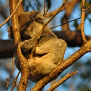 Australia 1