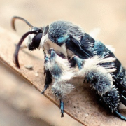 Heterosphecia tawonoides 1