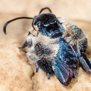 Heterosphecia tawonoides 2