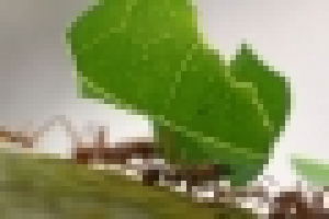 Atta Cephalotes Costa Rica, Wikimedia Commons