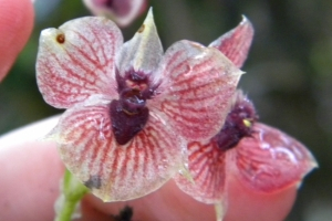Telipogon diabolicus