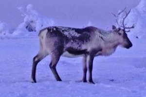 dzień niepodległości Finlandii 