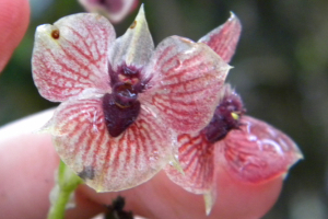 Telipogon diabolicus